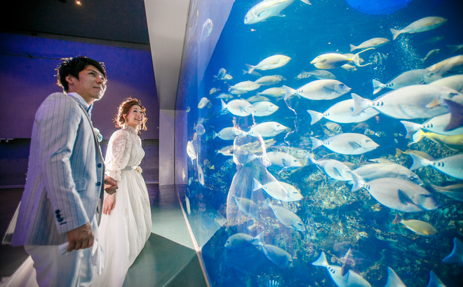 鳥羽水族館にて前撮り 水槽の中のたくさんの魚を見つめる新郎新婦